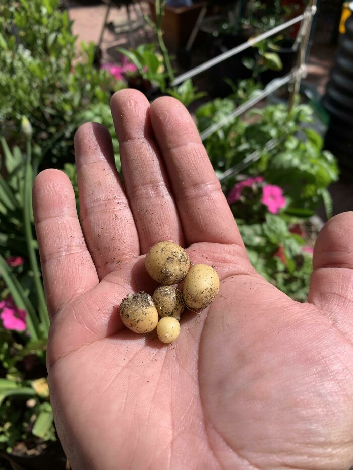 ¡Esta noche nos daremos un festín de papas!