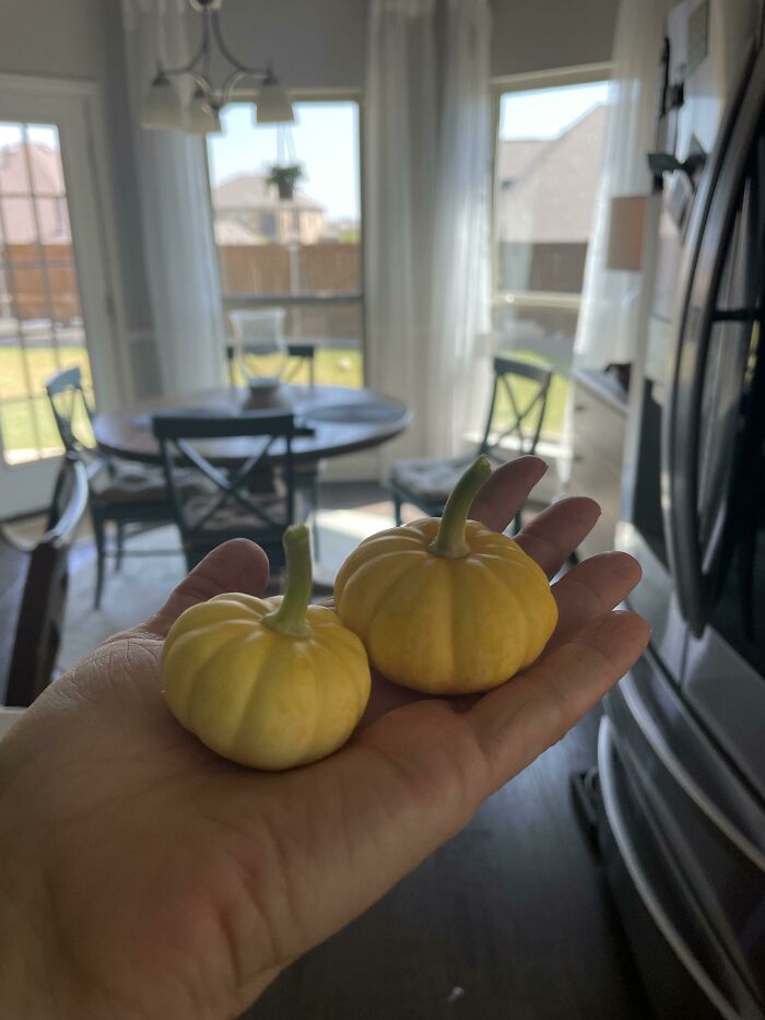 Solo me costó 200 dólares cultivarlas