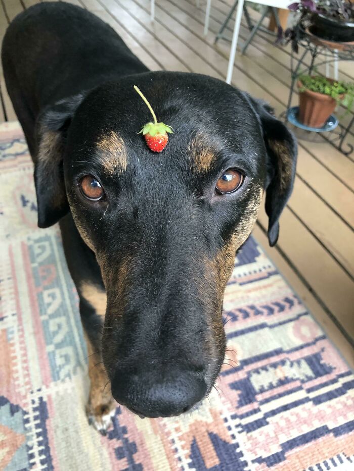 Cosecha muy grande. Perro muy pequeño
