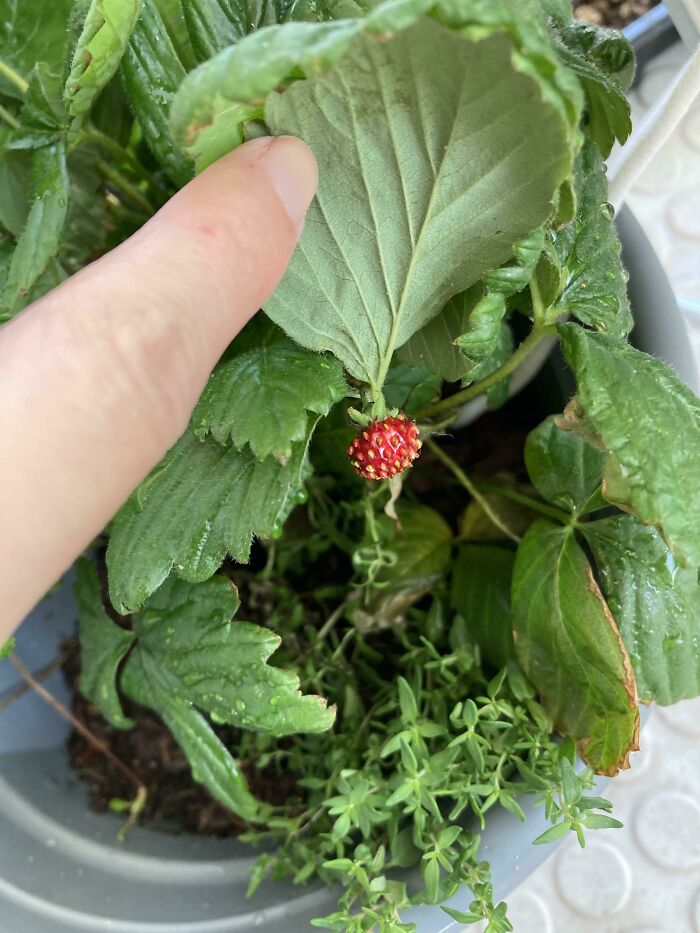 Hora de hacer mermelada de fresa para mis vecinos