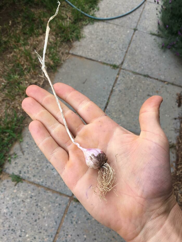 En seis meses fui capaz de convertir una cabeza de ajo en una cabeza de ajo con tallo