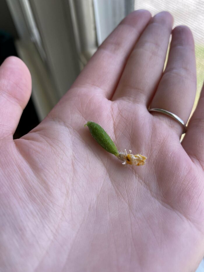 Adivina qué comeré en mi ensalada