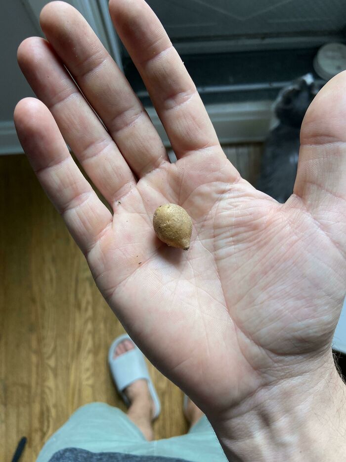 ¡Acabo de cosechar el equivalente de una bolsa entera de papas fritas!