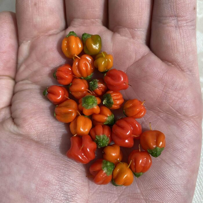 ¡Con estos chiles condimentaré mil platos!