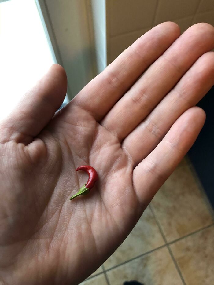 Estoy muy orgullosa de mi chile. Lo hizo lo mejor que pudo