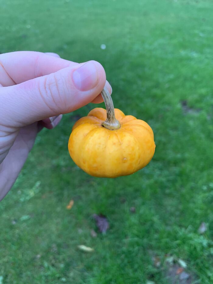 Justo a tiempo para Halloween, la linterna más pequeña del mundo