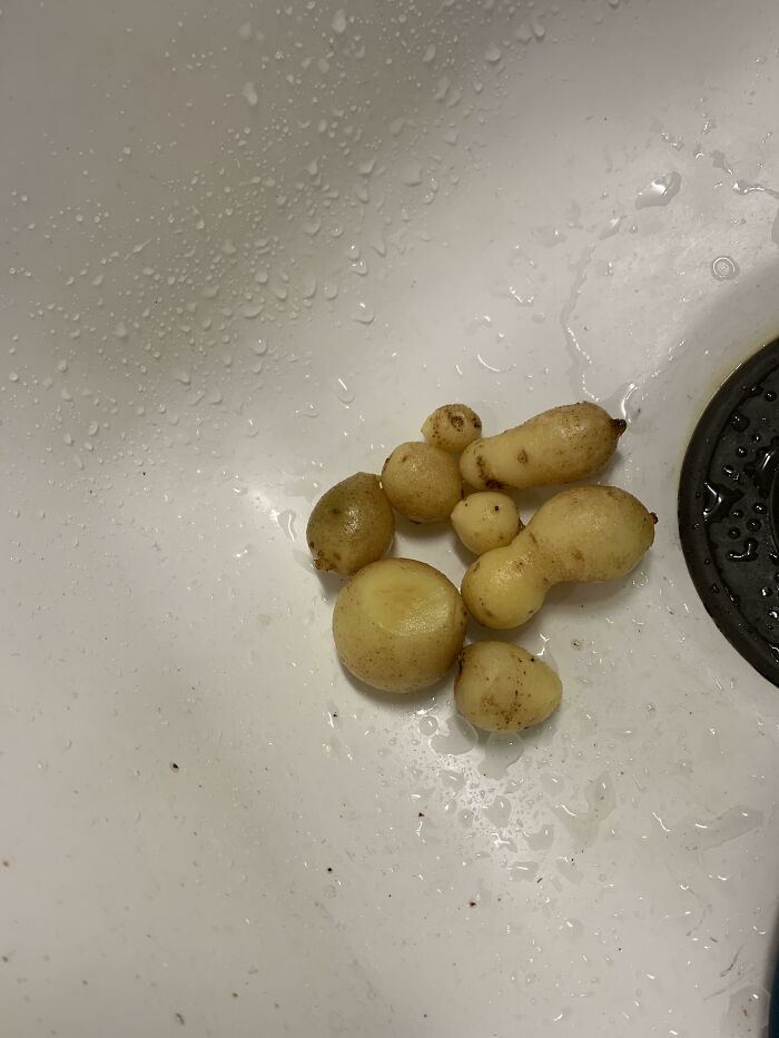 Esta es mi cosecha de 3 plantas de papa diferentes. No se preocupen, también sabían fatal