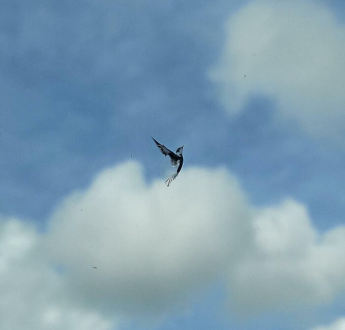 El impacto de una piedra creó una forma de pájaro en la ventana de mi coche