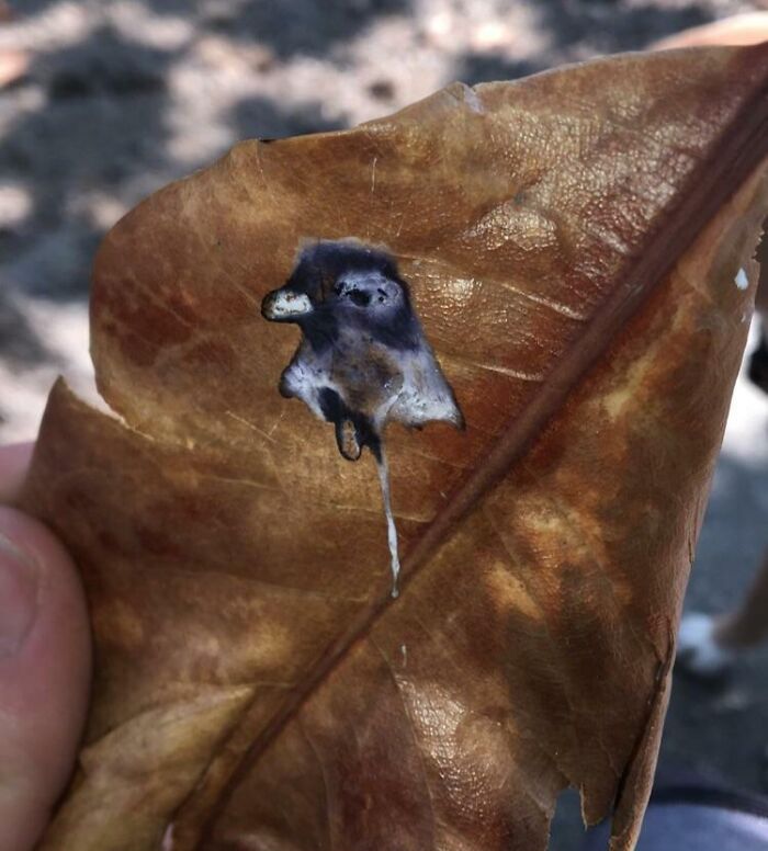 Una paloma caga su retrato en una hoja