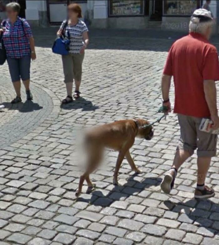 El trasero borroso de este perro