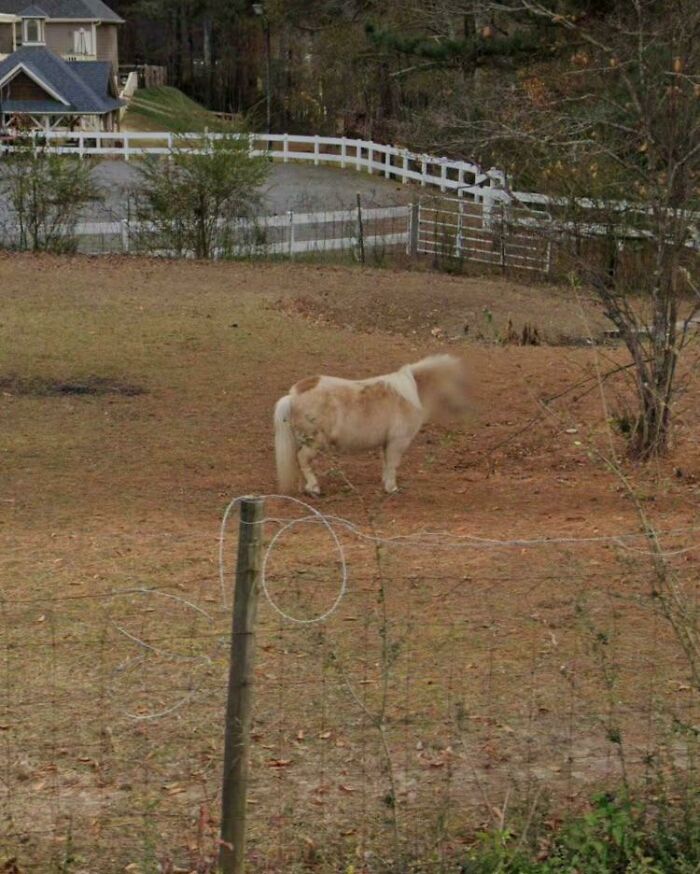 Google Street View borró la cara de mi caballo