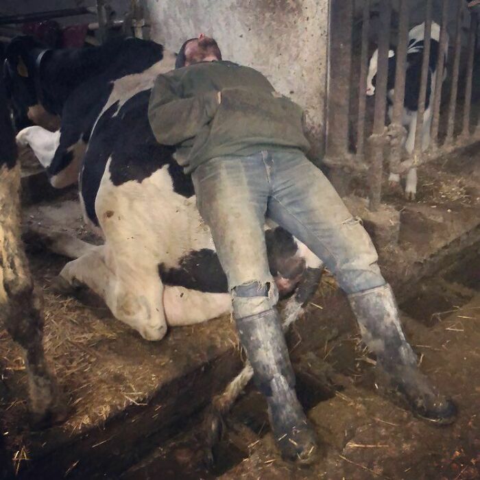 Mi hermana encontró a su marido durmiendo en el trabajo. Es un granjero lechero muy trabajador en Wisconsin
