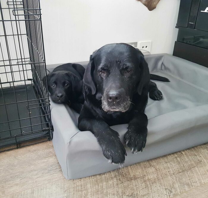 Mi labrador mayor de 15 años se ha dedicado a enseñar a nuestro nuevo cachorro de 8 semanas el arte de la vida y su relación es de lo más tierna