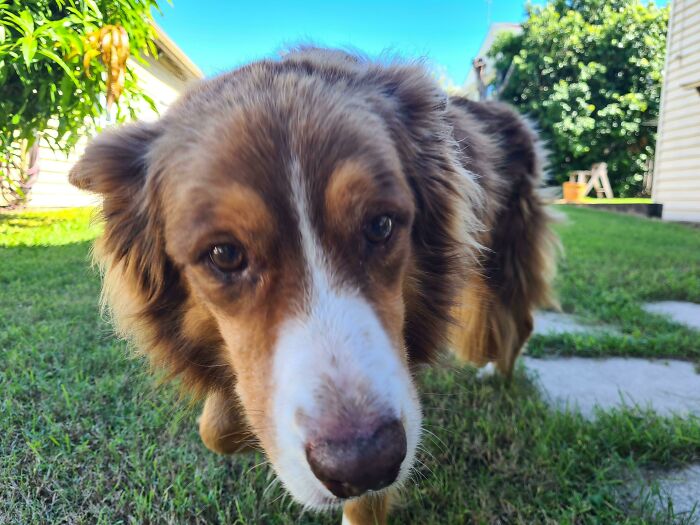 Me siento como mi viejo muchacho Rusty (14 años) Quedaría bien en las fotos del calendario de perritos mayores. ¿Qué opinas?