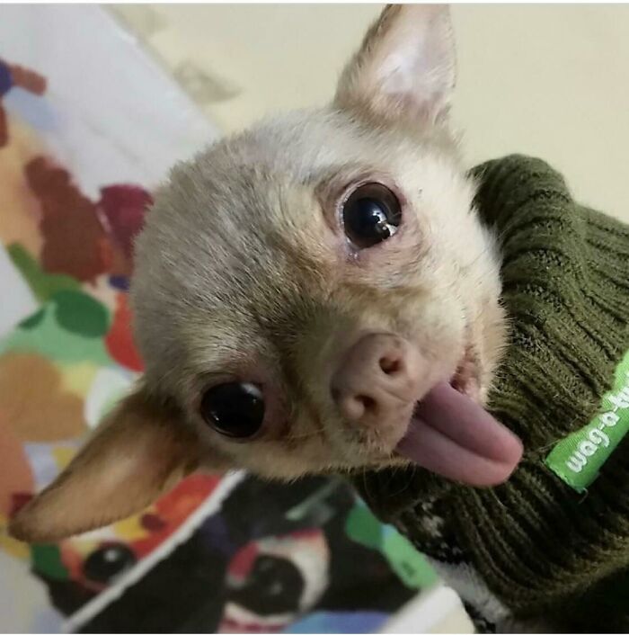 Cuando adopté a Bruno Mars dijeron que era un chihuahua mayor, pero en realidad es un murciélago de la fruta
