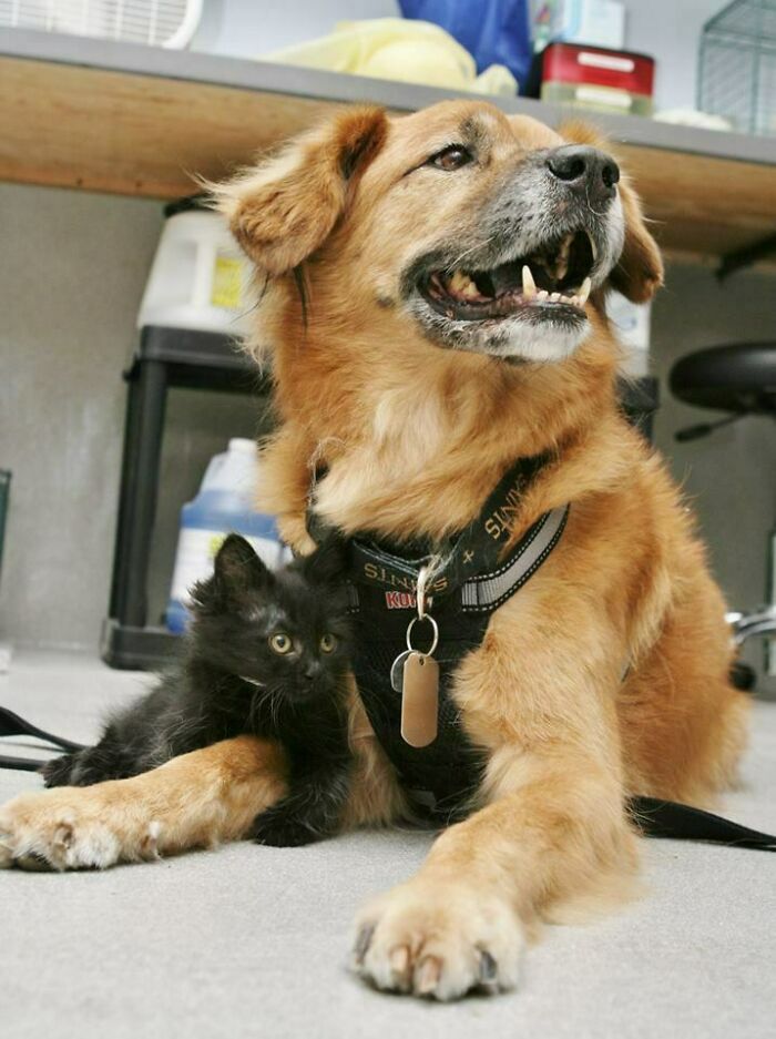 Arizona Humane Society utiliza a Boots (un perro anciano) para acostumbrar a los gatitos a los perros