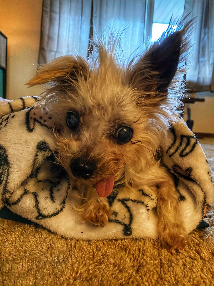 Mi hermana adoptó un perro anciano - Conoced a Zombie