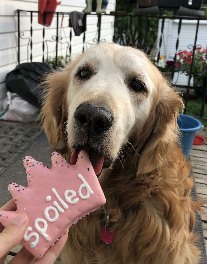 Cuenta conmigo para el movimiento de los perros viejos. Mi hija cumple 15 años esta semana