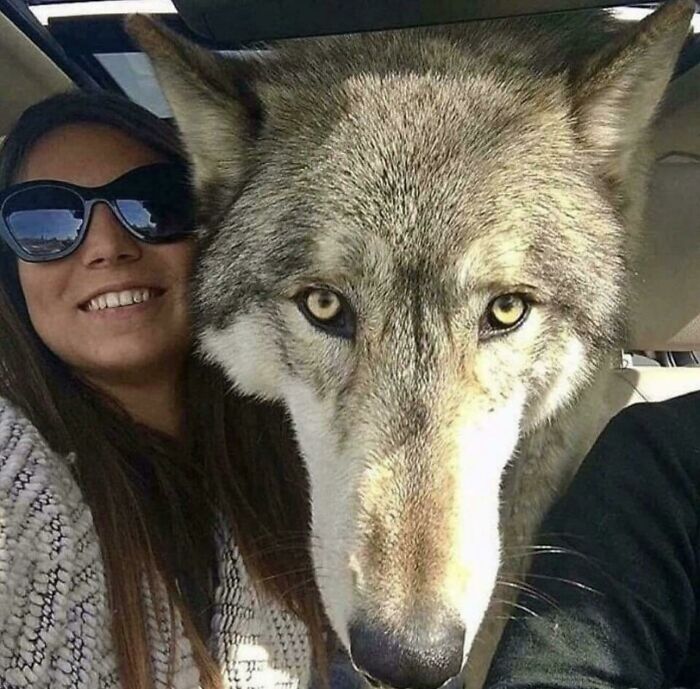 Me encontré con esta unidad en otro subreddit. Un santuario tomó este perro en y su prueba de ADN muestra 87,5% de lobo gris, 8,6% Husky siberiano, y 3,9% de pastor alemán