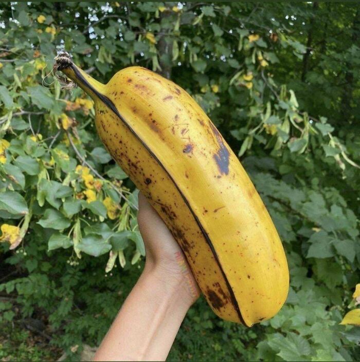 El plátano Hua Moa, una variedad hawaiana