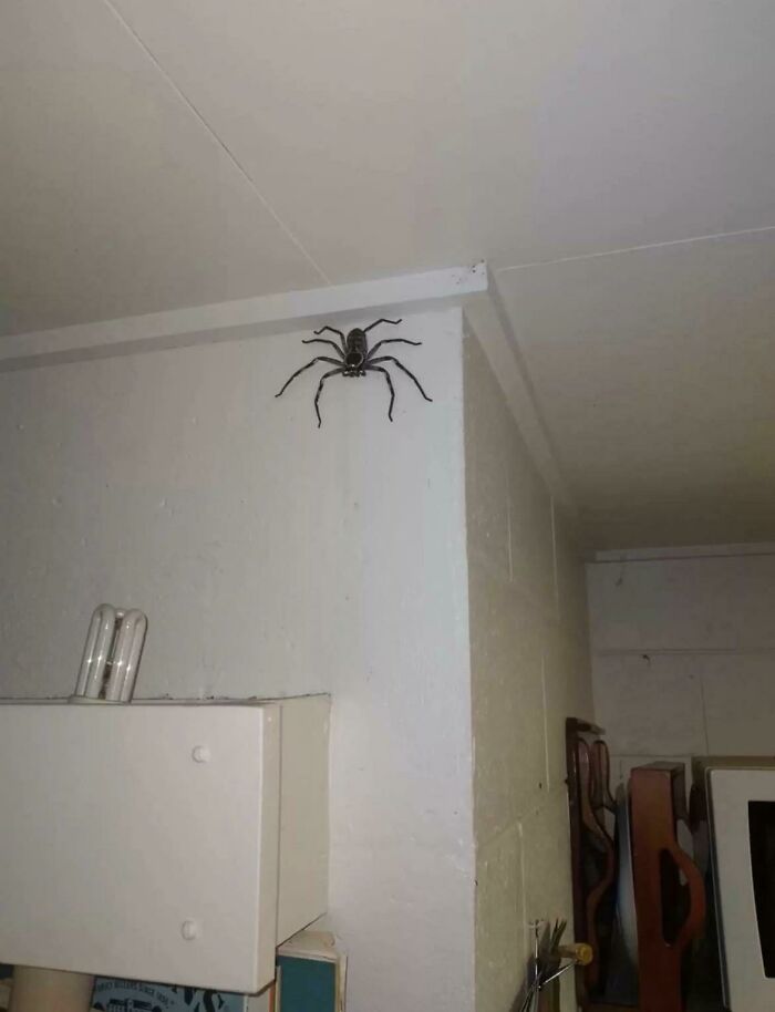 Esta araña de la madera. Sin palabras