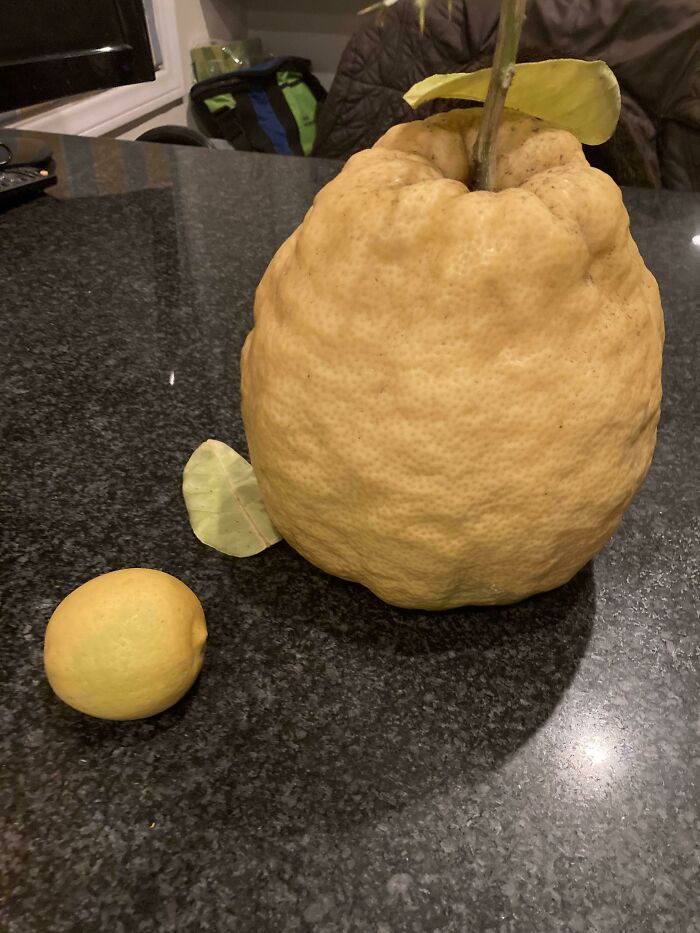 Me dijeron que a este subreddit le gustaría ver este limón gigante del limonero de mi cuñada. Ella tiene algunos de estos cada año. Limón de tamaño normal para la escala. ¡Pesa 2 kilos!