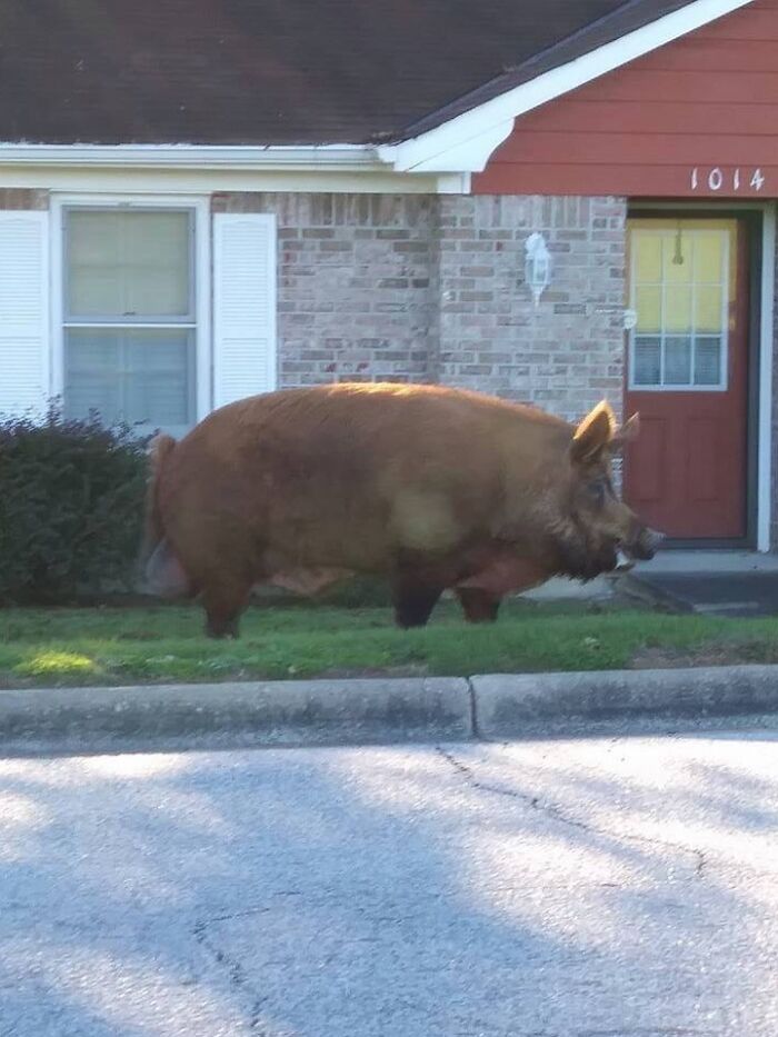 Una unidad absoluta vista en Alabama
