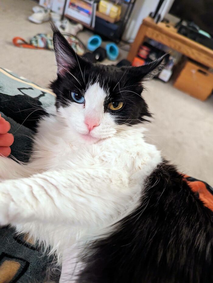 ¡Por fin puedo publicar fotos de gatos! Esta es Athena y acabo de adoptarla