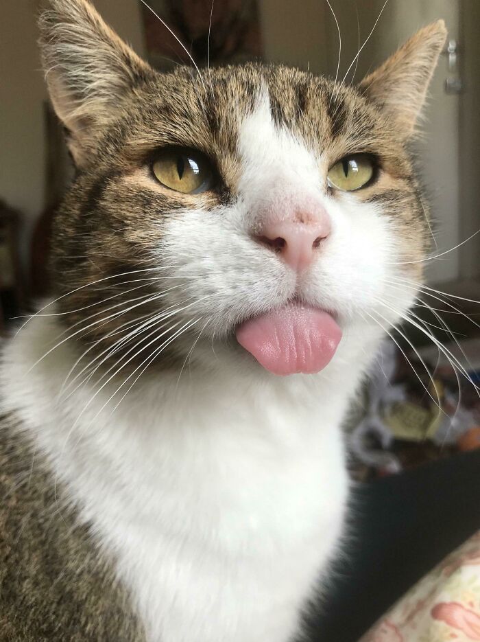 Este es Pudding, lo adopté. No tiene dientes así que mantener su lengua adentro es difícil...