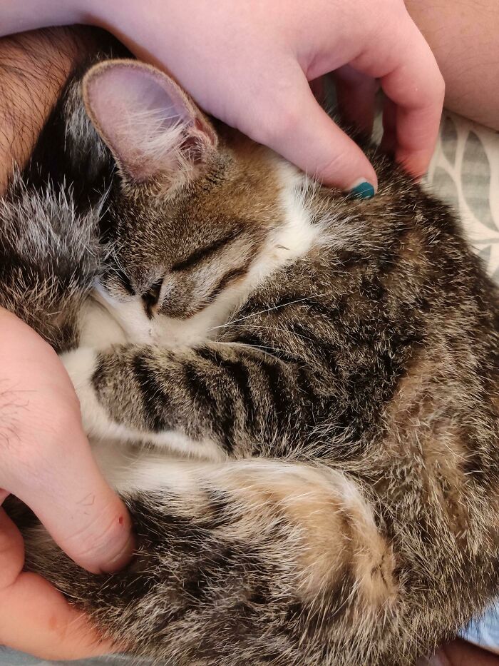 Acabamos de ser adoptados por esta niña