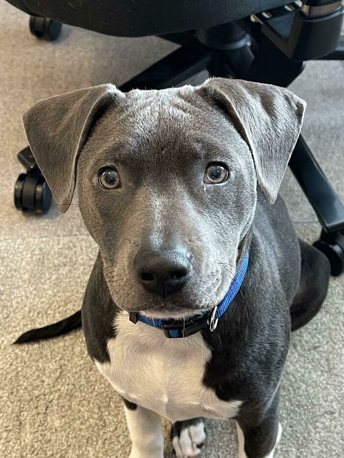 Reddit, conoced a Bella, ¡nuestra nueva adopción!