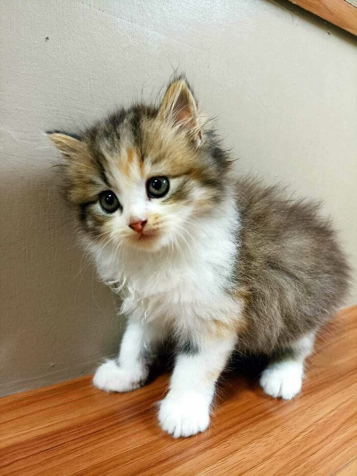 ¡Me cambiaste la vida cuando te adopté, mi pequeña Tanya!