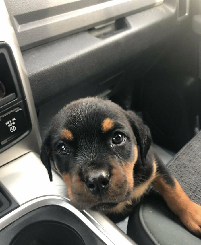 Os presento a Diablo, mi cachorro de rottweiler rescatado