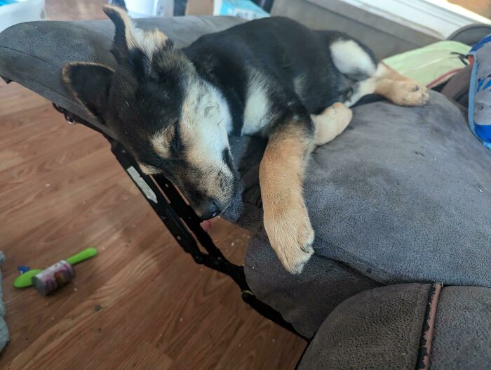 Creo que estamos en la segunda semana que mi esposa rescató a este cachorro en medio de un campo. Vivía entre neumáticos
