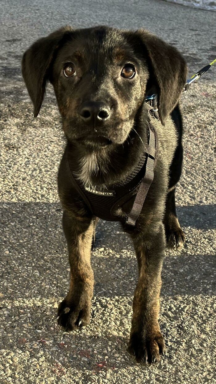 Os presento a Adora, la pequeña mezcla de labrador, cur y pastor alemán que rescatamos ayer
