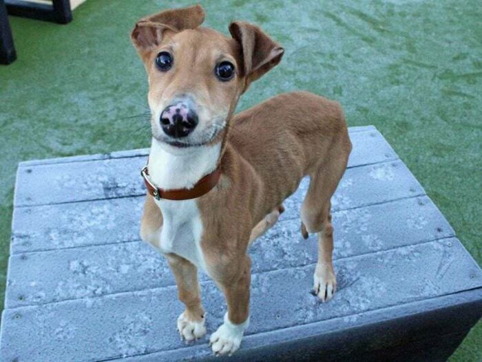 Acabo de rescatar a un perro del refugio. ¡Os presento a Brady!