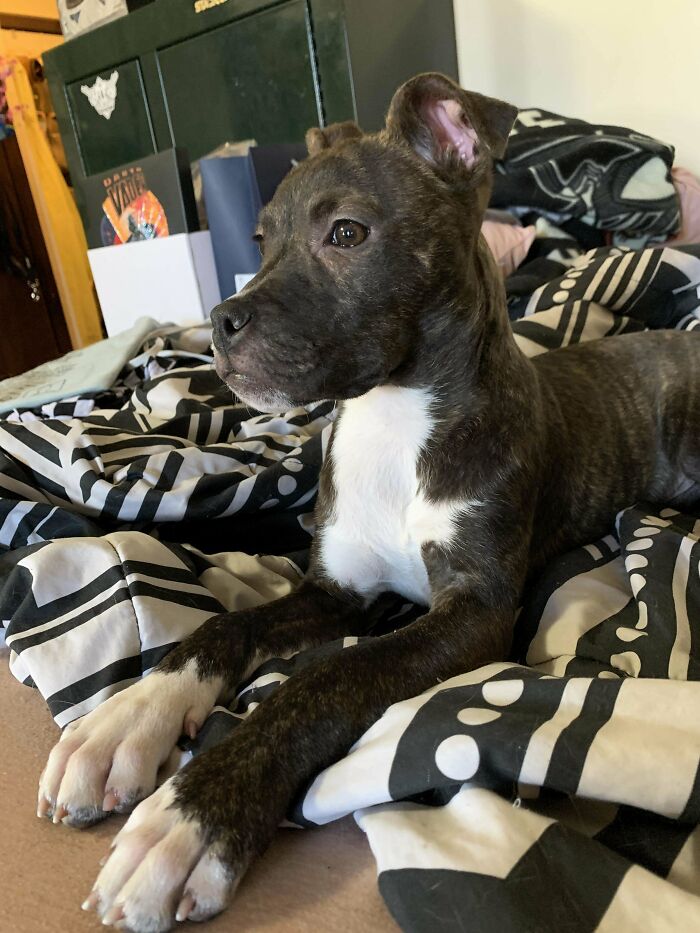 Adopté a esta dulce niña hace dos semanas
