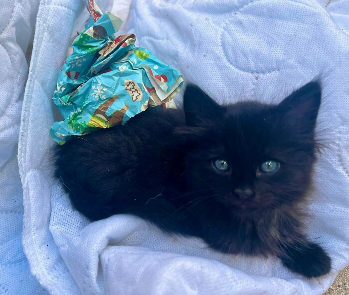 ¡Saludad a Wednesday! La adoptamos ayer