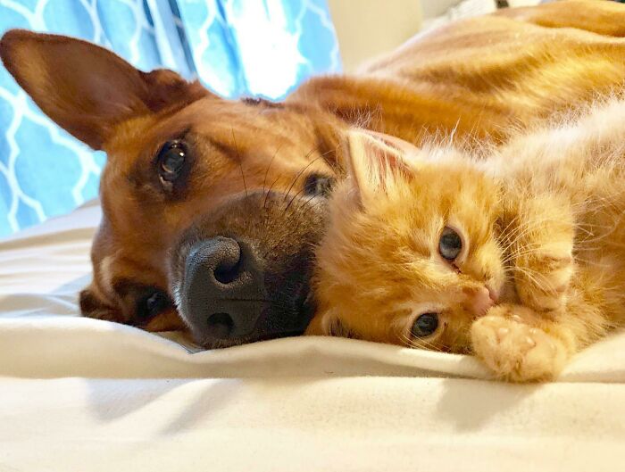 Bebé adoptado