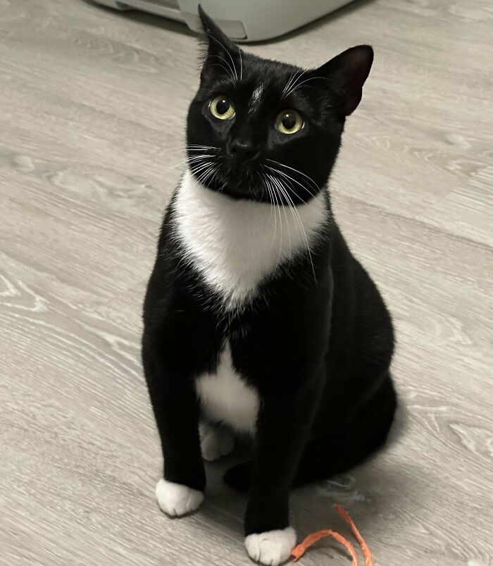 Acabo de adoptar a esta dulzura. Da cabezazos para que la acaricies. Conoced todos a Lizzie