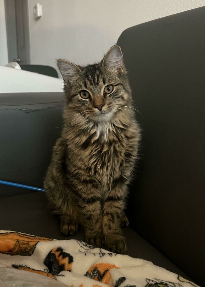 Sólo quería compartir una foto de mi bebé recién adoptado, ¡Gnocchi!