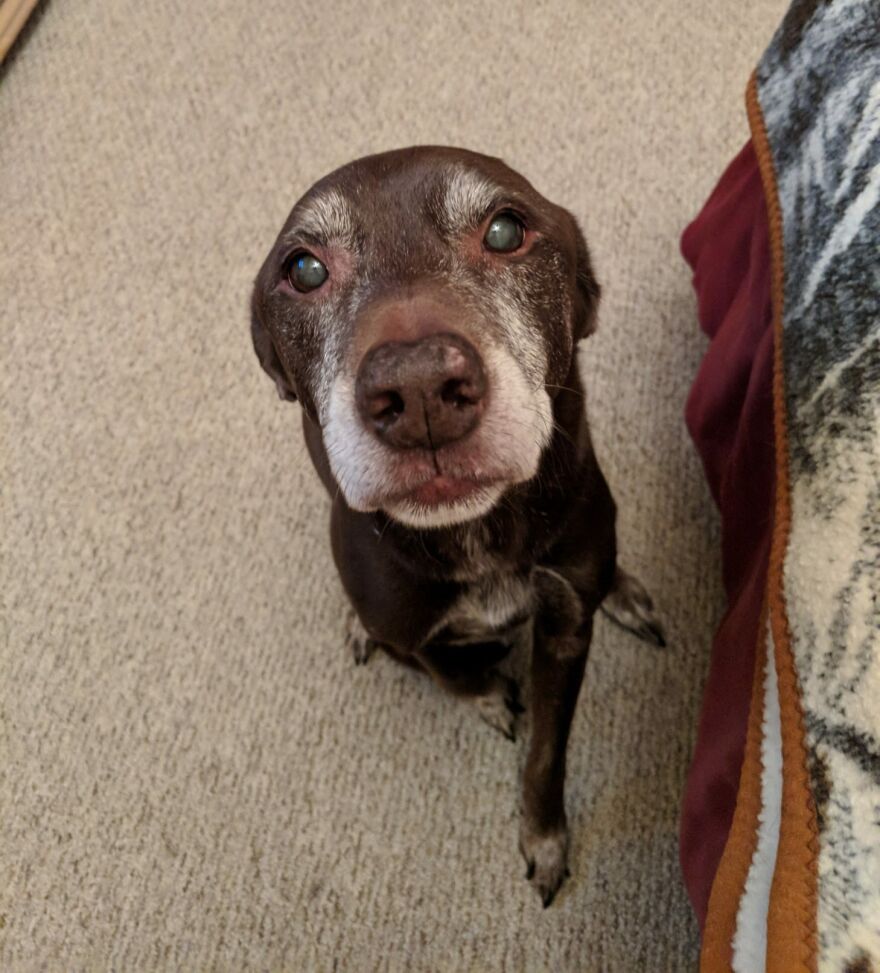 Mi perro de 14 años, Co-Co