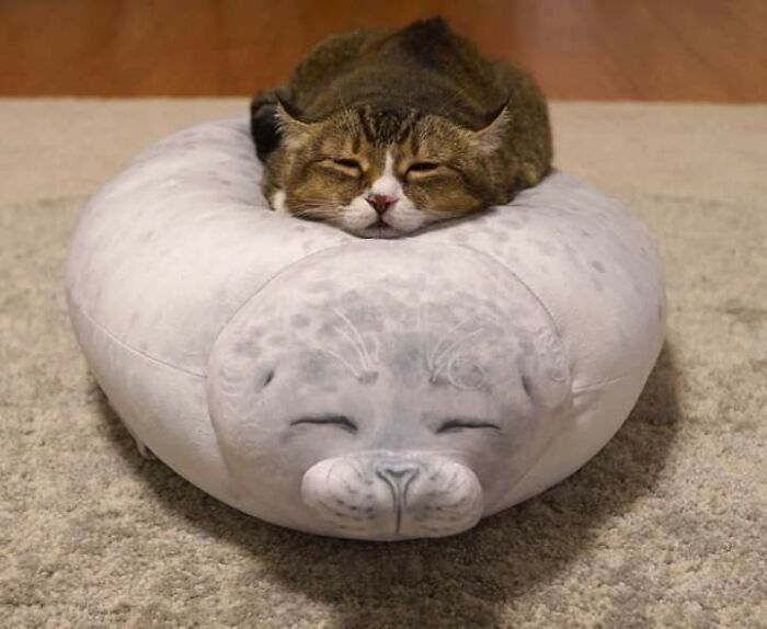 Me estoy volviendo uno con mi almohada 