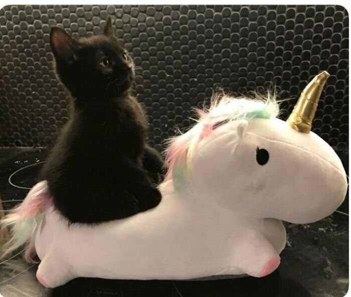 Soy el defensor del reino miau 