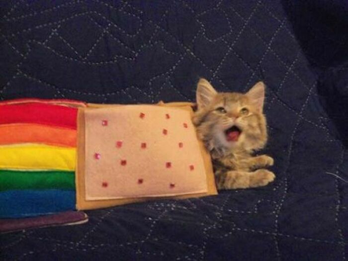 Supongo que soy Nyan Cat 