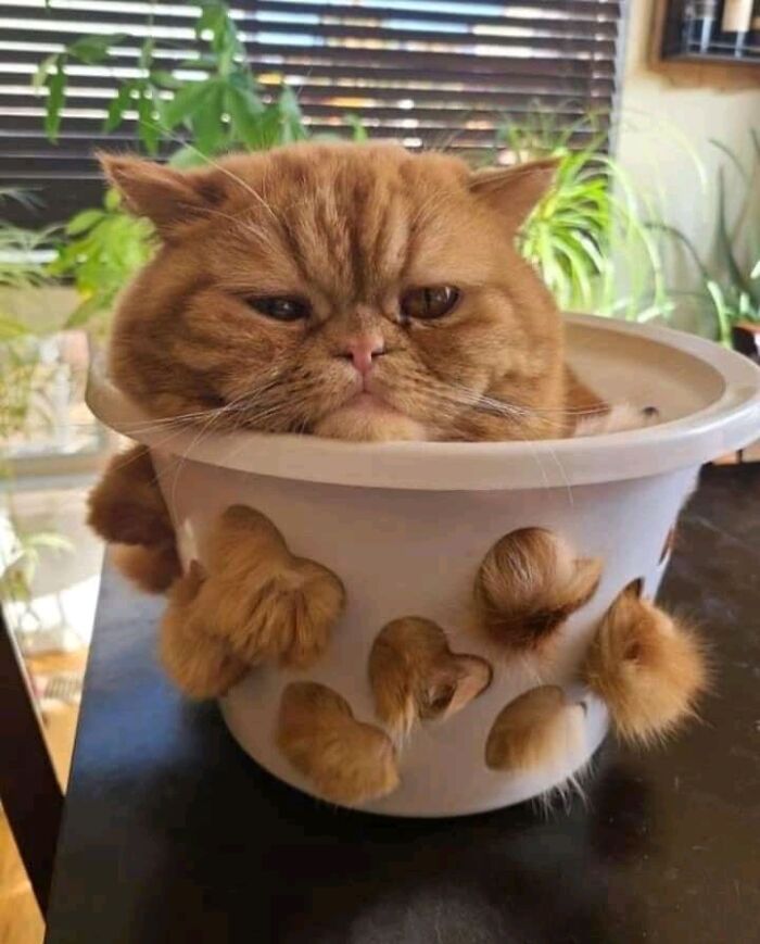 Soy una planta ahora