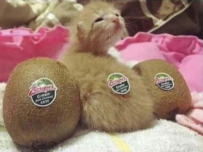 Soy… un kiwi 
