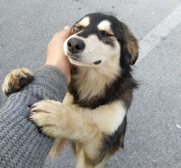Un perro que conocí en mi último trabajo. Mi trabajo consistía en recibir y redistribuir cosas como alimentos, medicamentos, ropa, mantas y juguetes a las personas que lo necesitan