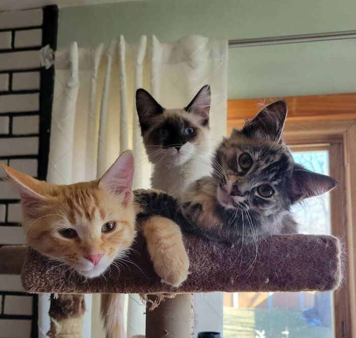 Decidimos adoptar a unas hermanas de 4 meses