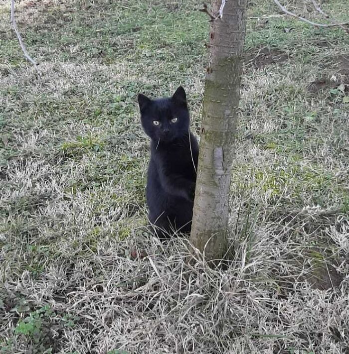 Empiezo a sospechar que en realidad adopté un cachorro de oso negro